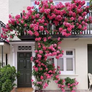 Multi Color Climbing Rose Seeds