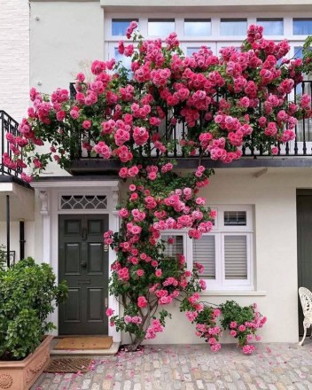 Multi Color Climbing Rose Seeds
